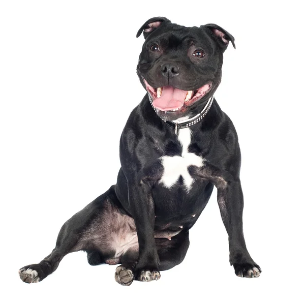 Staffordshire bull terrier pies — Zdjęcie stockowe