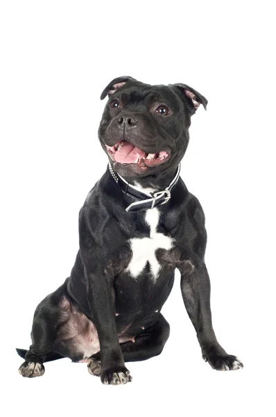 Staffordshire bull terrier pies — Zdjęcie stockowe