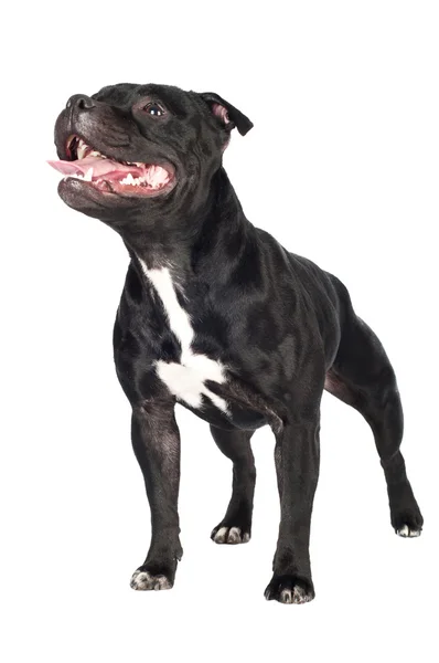 Staffordshire bull terrier perro —  Fotos de Stock