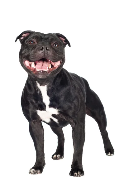 Staffordshire bull terrier pies — Zdjęcie stockowe