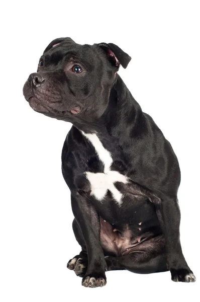 Staffordshire bull terrier dog Stock Image