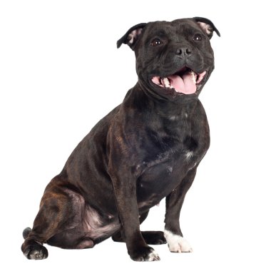Staffordshire boğa korkunç köpek