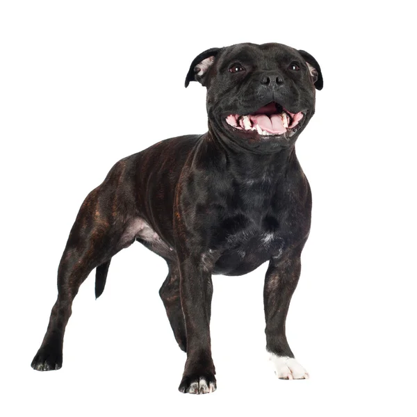 Staffordshire bull terrier perro —  Fotos de Stock