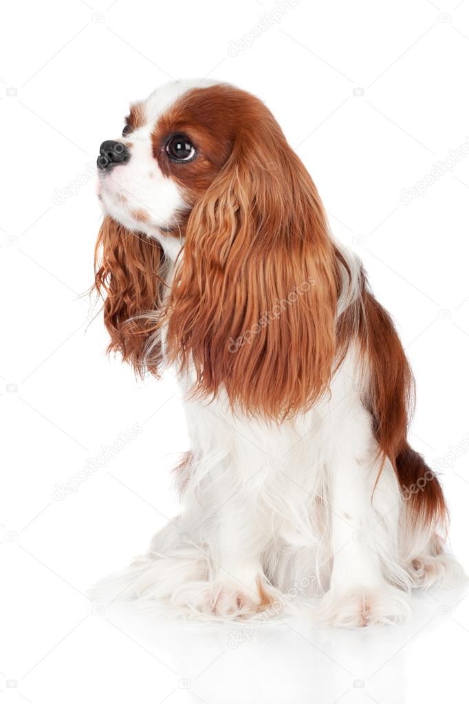 cavalier king charles spaniel dog