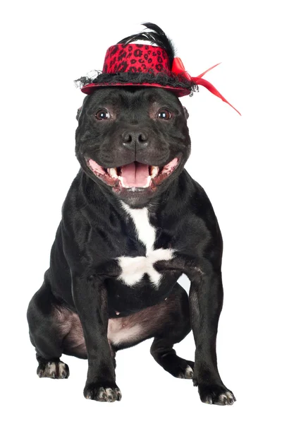 Staffordshire taureau terrier chien dans un chapeau — Photo