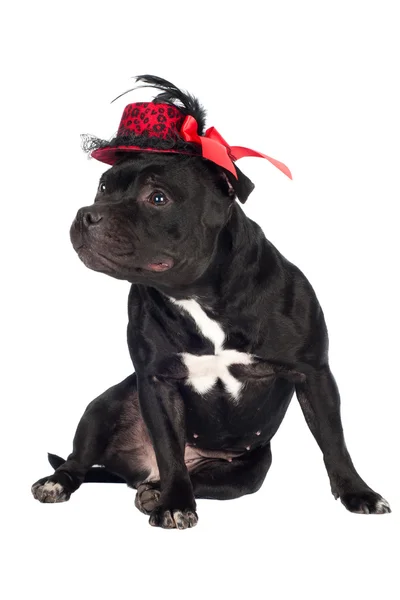 En staffordshire terrier med hatt. – stockfoto