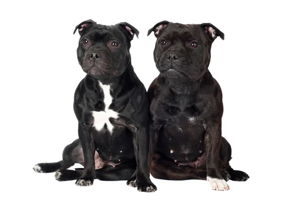 Two staffordshire bull terrier dogs — Stock Photo, Image