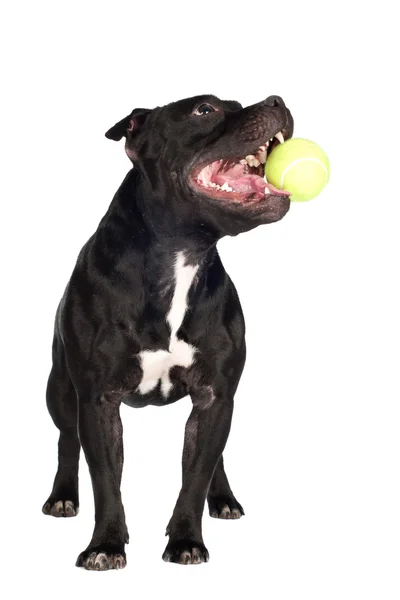 Staffordshire bull terrier perro sosteniendo una pelota de tenis —  Fotos de Stock