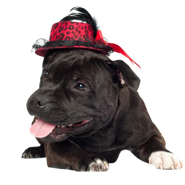 Staffordshire bull terrier dog in a hat — Stock Photo, Image
