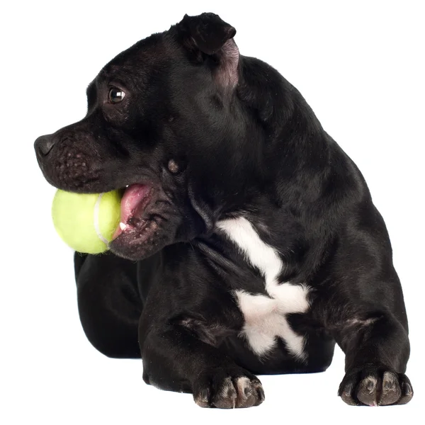 Staffordshire bull terrier perro sosteniendo una pelota de tenis — Foto de Stock