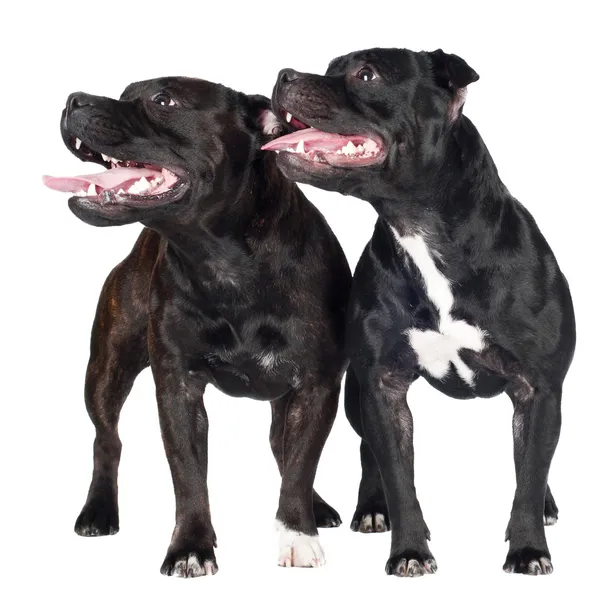 Två staffordshire bullterrier hundar — Stockfoto