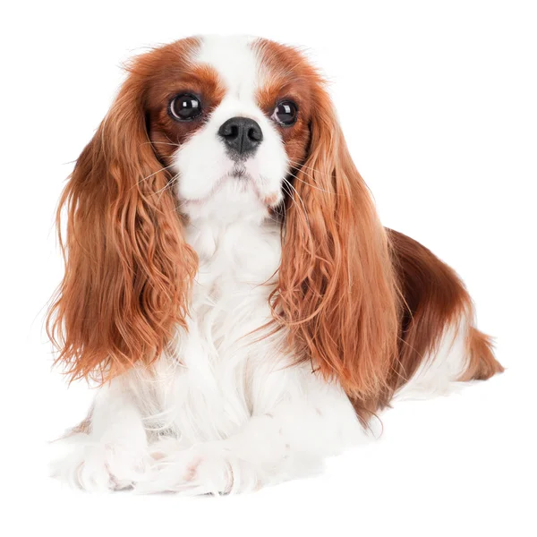 Kavalier King Charles Spaniel Hund — Stockfoto