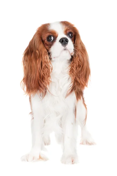 Cavalier king charles spaniel dog — Stock Photo, Image