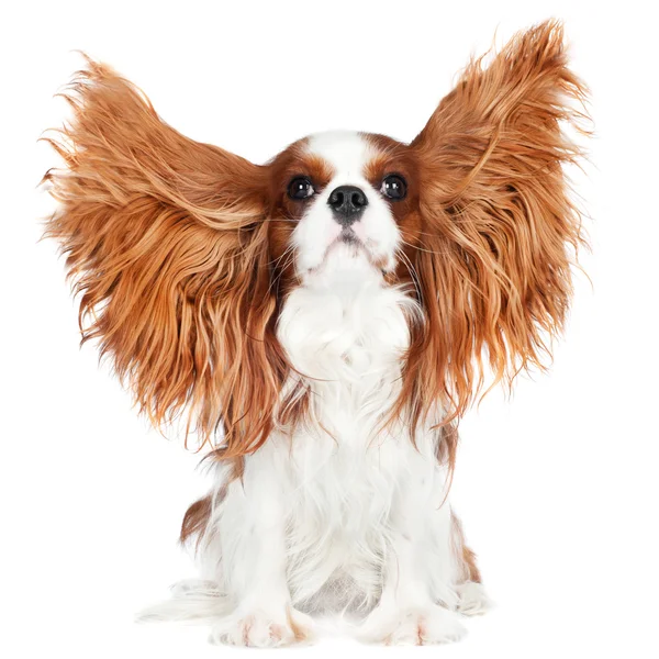 Cavalier king charles spaniel dog — Stock Photo, Image