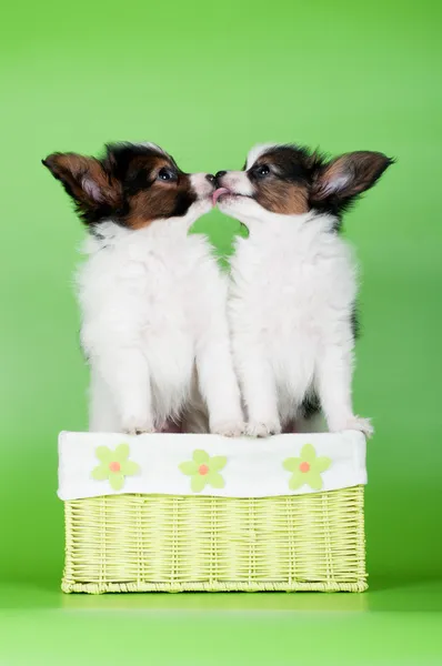 Zwei entzückende Welpen küssen sich — Stockfoto