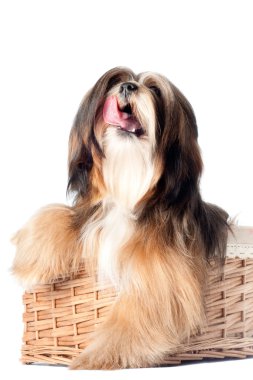 Lhasa apso köpek