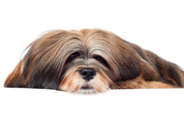 Lhasa apso köpek