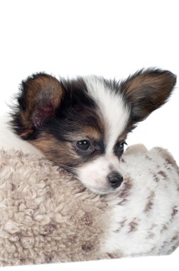 çok güzel papillon köpek yavrusu