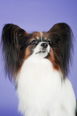 Papillon köpek