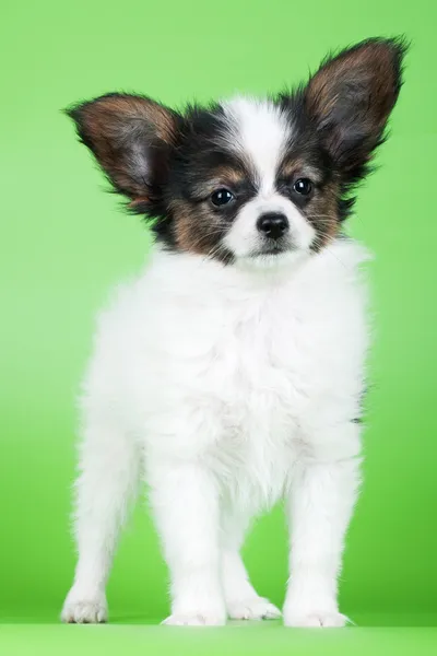 Adorabile cucciolo papillon — Foto Stock