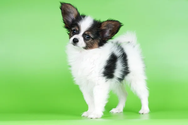 愛らしいパピヨン子犬 — ストック写真