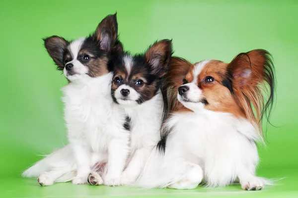 Papillon cão com dois filhotes — Fotografia de Stock