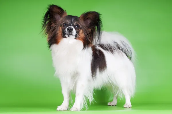 Çok güzel papillon köpek yavrusu — Stok fotoğraf