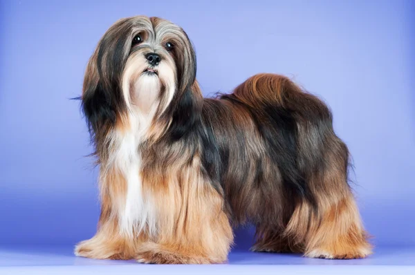 Güzel lhasa apso köpek — Stok fotoğraf