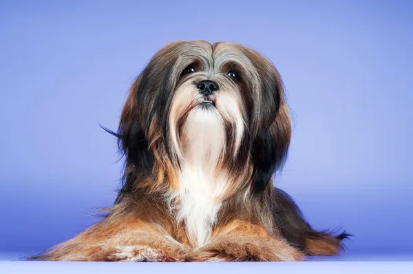 Όμορφη Λάσα Άπσο σκυλί — Φωτογραφία Αρχείου