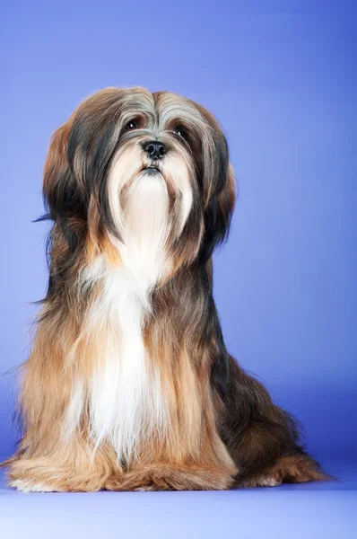 Pies piękny lhasa apso — Zdjęcie stockowe