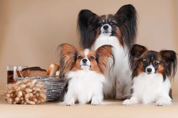 Három Ízlelő szemölcsös kutyák — Stock Fotó