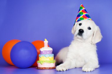 Golden Retriever Yavrusu