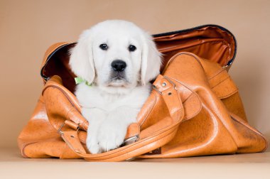 Golden Retriever Yavrusu