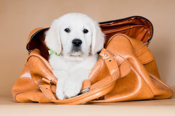 Golden retriever puppy — Stockfoto