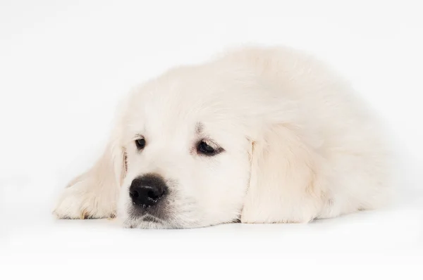 Triste golden retriever cachorro —  Fotos de Stock