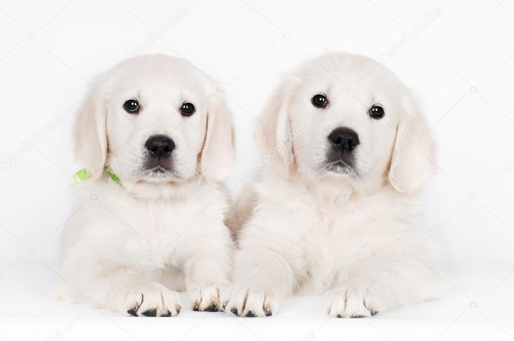 two golden retriever puppies