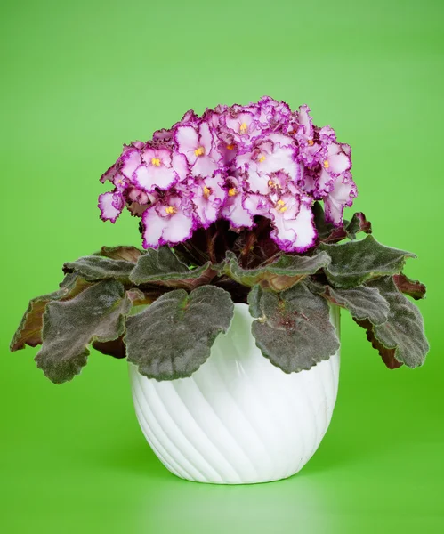 Pink african violet — Stock Photo, Image