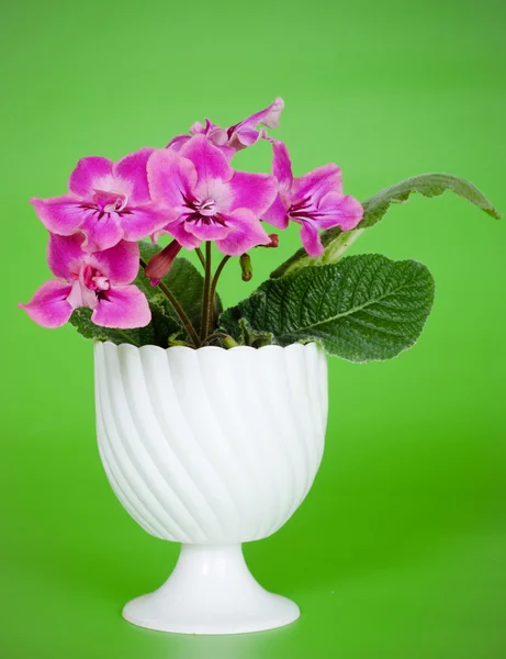 Pink african violet — Stock Photo, Image