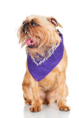 Brussels griffon köpek