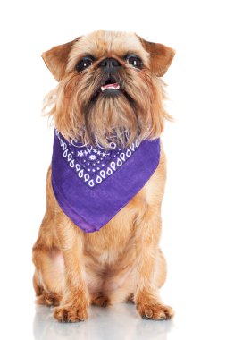 Brussels griffon köpek