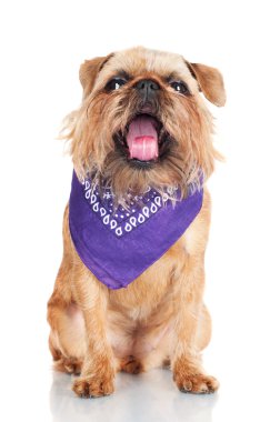 Brussels griffon köpek