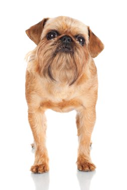 Brussels griffon köpek