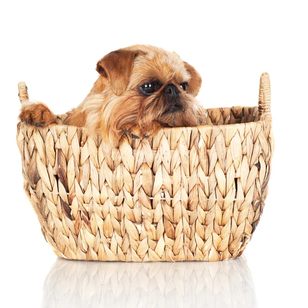 Brussels griffon cane — Foto Stock