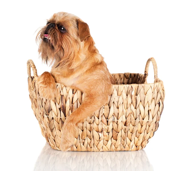 Bryssel griffon hund — Stockfoto