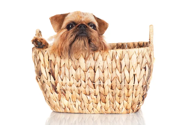 Brussels griffon cane — Foto Stock