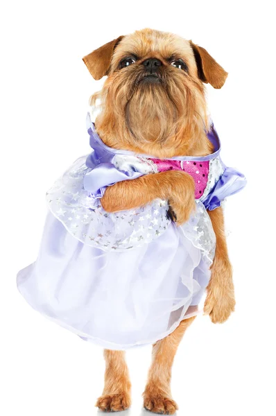 Chien drôle dans une robe — Photo