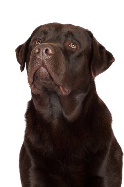 Labrador retriever köpek portre