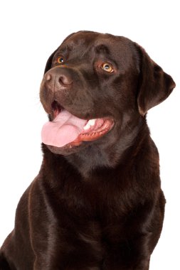 Labrador retriever köpek portre