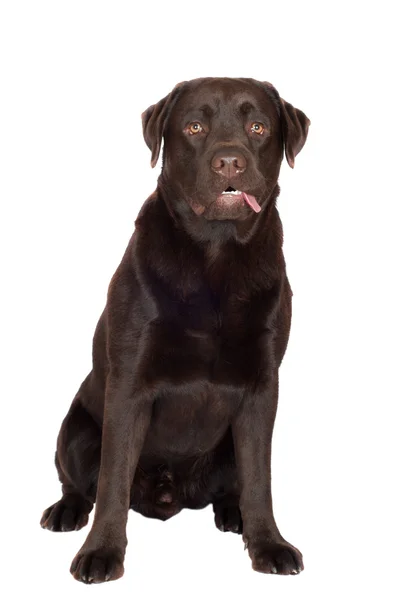 Czekoladowy labrador retriever pies — Zdjęcie stockowe