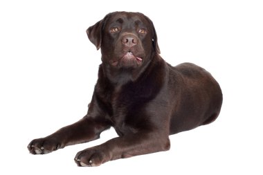 çikolata labrador retriever köpek